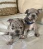 Beautiful Blue Merle French Bulldog Puppies