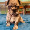 Male Merle frenchie for sale