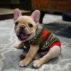 Cute and Adorable French Bull Dog Puppies For Sale Near Me