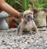 French Bulldog Puppies Kc Ready To Go
