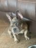 Merle Frenchie for rehoming