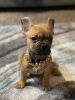 5 month old French bulldog for sale