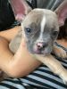 French Bulldog Male Needs New Home