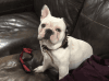 Devoted French Bulldog needing a playmate and a new home