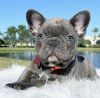 Excellent Female Frenchie for Sale...