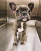FRENCHTON For Sale