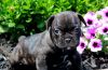 sincere French Bulldog Puppies