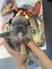 Frenchie Pups Available