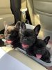 French Bulldog puppies 8 weeks old