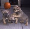 French bulldog puppies A* quality ready homes