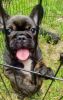 Ready to go,! AKC French Bulldog puppies 10 weeks old