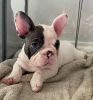 Beautiful French Bulldog Puppy