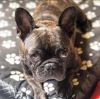Beautiful Frenchie Puppy for Sale