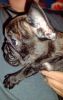 French Bulldog puppies-AKC adorable! 11 weeks old