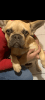 Choco fawn french bulldog