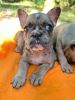 Adorable AKC French Bulldog puppies!! Available 11/22