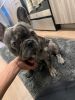 Blue Merle French Bulldog for sell