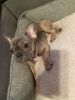 12 week old French fawn Bull dog for sale