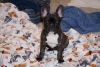 Male French bulldog brindle L4 carrier