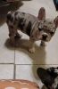 Frenchie 3 month old for sale