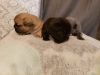 French Bulldogs for sale toronto