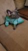 9 week old akc french bulldog blue so cute!!