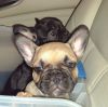 Adorable French Bulldog puppies 10 weeks old, males and females