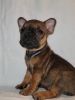 French bulldog looking for home
