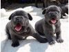 Friendly French bulldog puppies