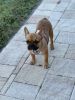Fawn Female Frenchie!