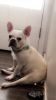 Adult Female Pet Only French Bulldog