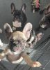French Bulldog looking for their forever home