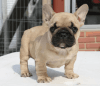 11 Weeks French Bulldogs Puppies