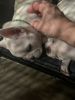 French bully puppies AKC papers