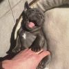 Male and Female French Bulldog puppies