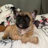 Outstanding and Caring French bulldog Puppies