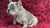 Merle Frenchie for sale