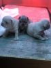 Puppies Available