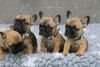 Male and Female french bulldogs puppies
