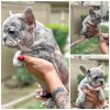 Male French Bulldogs