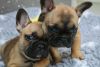 registered French bulldog puppies SALE.
