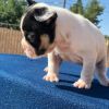 Adorable male and female French bulldog puppy