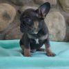FRENCHIE MALE PUPPY BLUE AND TAN