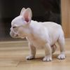 Cute and healthy male and female Frenchie