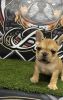 French bulldog AKC registered male puppies for sale
