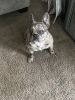 Frenchton in need of home