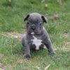 House trained puppies for sale