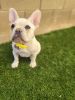 French bulldog 3months old