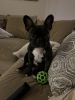 French bull dog full breed neutered one year old