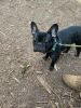 French bulldog . Looking for a new home